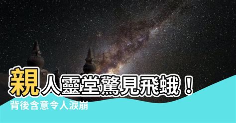 靈堂出現蛾